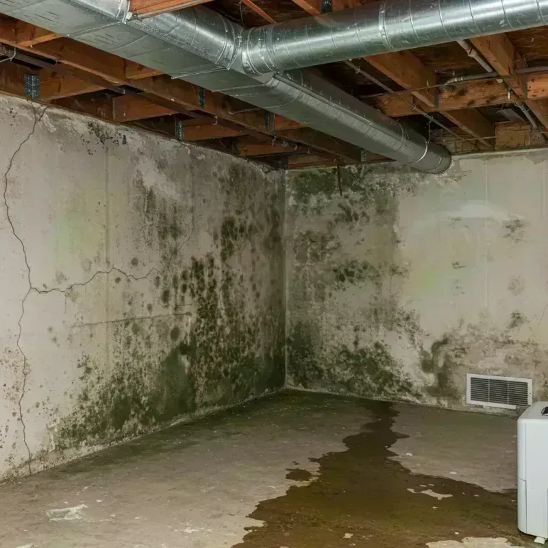 Professional Mold Removal in Stratmoor, CO